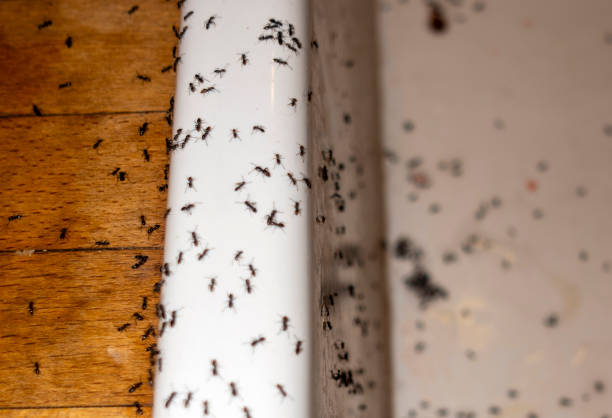 Best Pest Control Near Me  in North Warren, PA